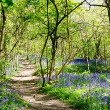 A path through Middleton woods, ilkley