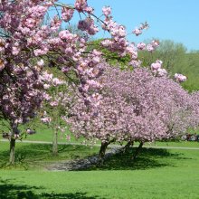 Ilkley Riverside Gardens cherry blossom