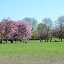 Ilkley Riverside Gardens cherry blossom