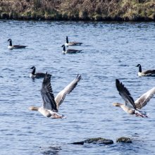 Pair of Greylag Geese taking flight from March Gill Reservoir near Ilkley